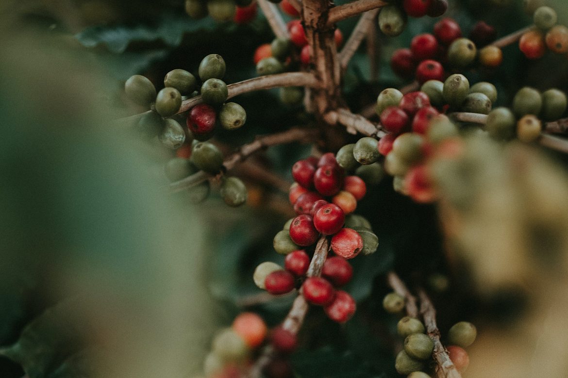 Kahve Çekirdeği Kavurmanın 5 Aşaması